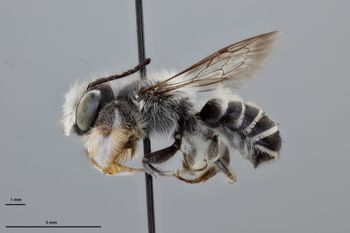 Media type: image;   Entomology 793797 Aspect: habitus lateral view